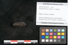 Foto (Objekt + Etikett) von Spondylostrobus smythii F.V. Mueller (NHMW-GEO-2024-0188-10415)